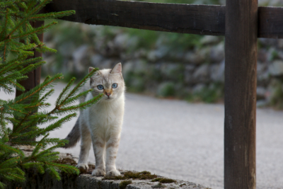 Zum Vergrößern klicken! Katze mit blauen Augen